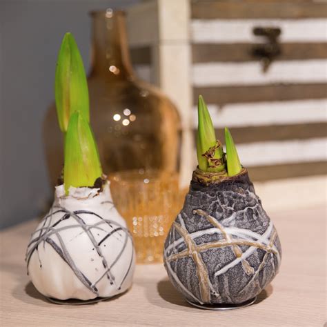 I expected the bulbs to shrink after one of the scapes bloomed, but this felt a little keep in mind that these bulbs have been sitting around for 4 weeks now. No Water Flowers® | Wax Amaryllis | Vreugdenhil Bulbs & Plants