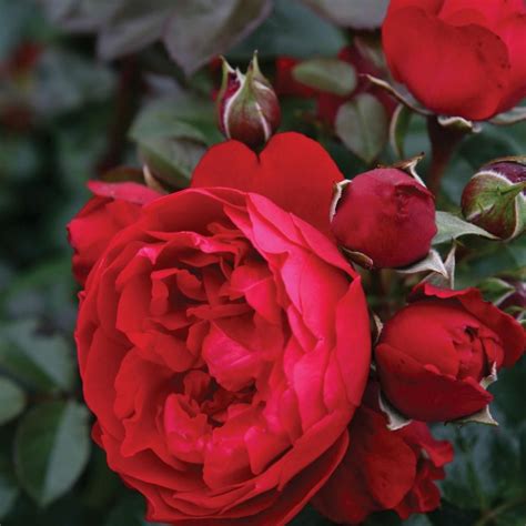 Pin On Rose Gardens