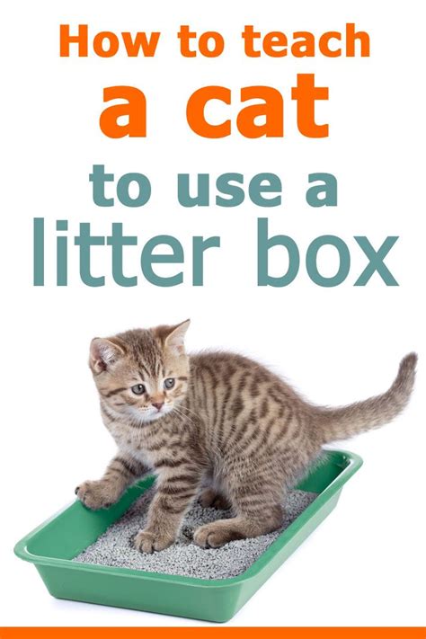 Cats are creatures of habit, and generally react badly to majior changes of any kind. How to teach a cat to use a litter box. Article by litter ...