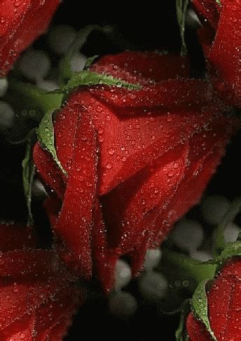 Red Rose GIF Red Rose Discover Share GIFs Red Roses Beautiful