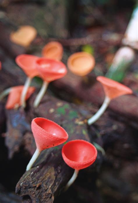 Alien Fungi The Little Cups Cgtn