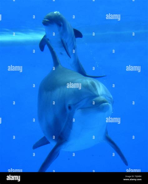 Allie A 26 Year Old Bottlenose Dolphin Swims With Her Newborn Calf At