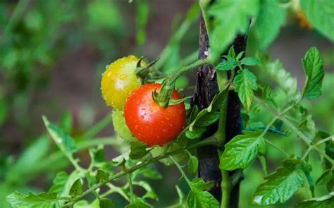 Do Deer Eat Tomatoes Plants 3 Tips To Keep Deer Away