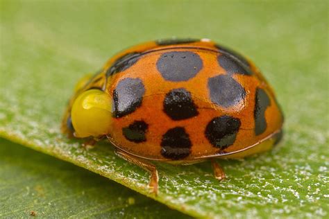 which color ladybugs are poisonous