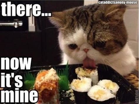 Funny Pictures Cat Eating Food Dump A Day