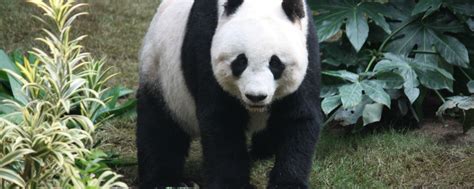 Giant Pandas No Longer Endangered The Scroll