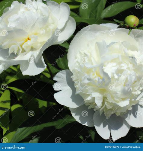 Beautiful White Peony Flowers Close Up Peony Is A Genus Of Herbaceous