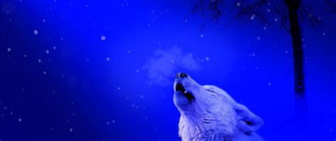 Download Wallpaper 2560x1080 Wolf Howl Loneliness Predator Dual Wide