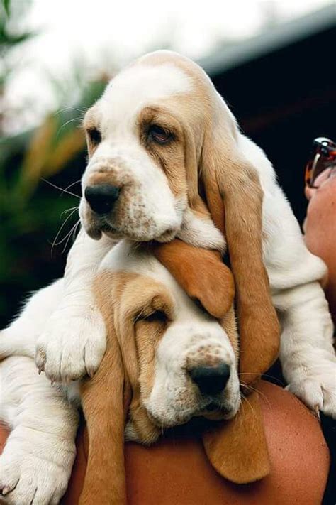 15 Signs That Indicate Youre A Crazy Basset Hound Person And Are Damn