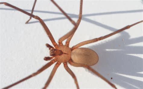 Complete Guide To Brown Recluse Spiders In Arizona