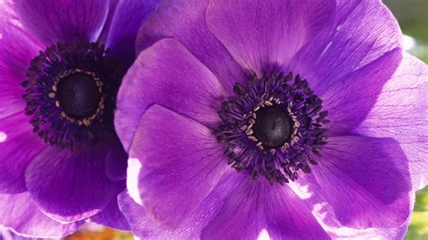 Macro Flowers Purple Petals Wallpaper 1920x1080 23261