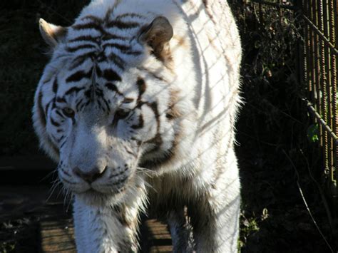 Sasha The White Bengal Tiger At Colchester Zoo 14 February 2009 Zoochat