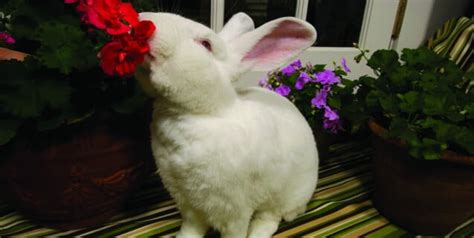 45 Adorable Bunny Facts To Make You Go Squee Peta