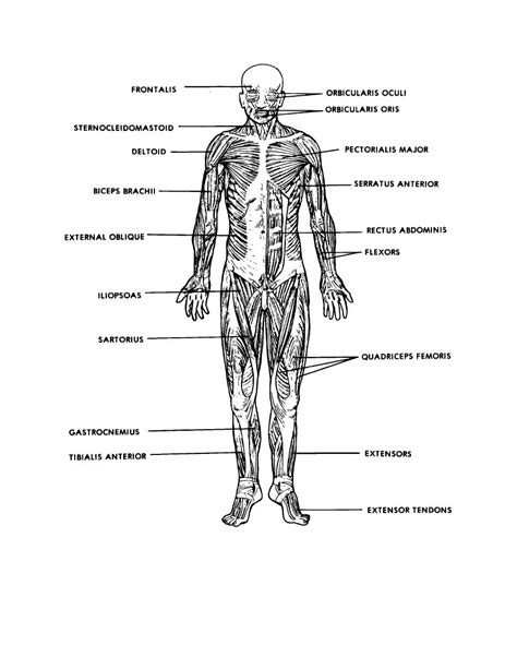 The following labelled diagram of human anterior muscles includes some muscles required by the itec diploma in anatomy, physiology and pathology (sept this is partly because they are located in different areas of the body e.g. Figure 5-1. Skeletal and facial muscles, anterior view ...