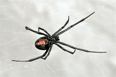 Are Black Widow Spiders Poisonous Are Male Black Widows Poisonous