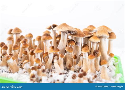 Grow Psychedelic Mushrooms Stock Photo Image Of Psilocybin 215929986