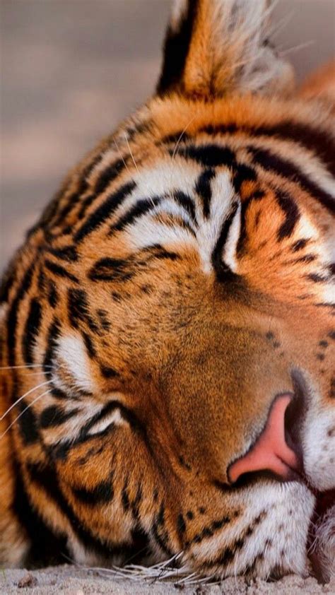 Maybe you would like to learn more about one of these? Sleeping tiger adorable | Tiger, Tiger kuchen