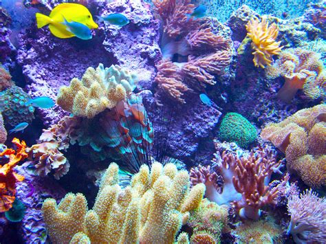 阳光下的珊瑚礁和热带鱼 新加坡水族馆素材 高清图片 摄影照片 寻图免费打包下载
