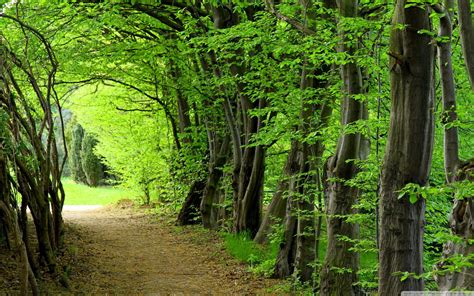Forest Path Wallpapers Top Free Forest Path Backgrounds Wallpaperaccess