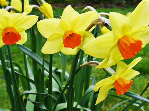 File03270001 Welsh Daffodils