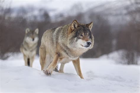 European Gray Wolf Photograph By Joan Gil Raga Pixels