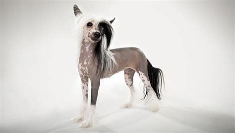 33 Exotic And Unique Dog Breeds That Youd Never Come Across At The