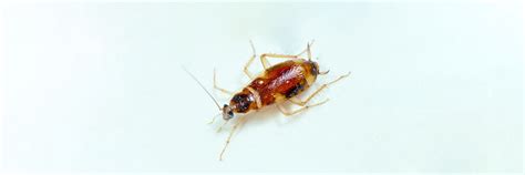 Before reports of a potential hurricane start to roll in, you can help prevent hurricane season pests by conducting both interior and exterior inspections of your house to identify and address any structural issues that may be worsened by the impending storm. Brown Banded Cockroach Extermination and Pest Control in ...