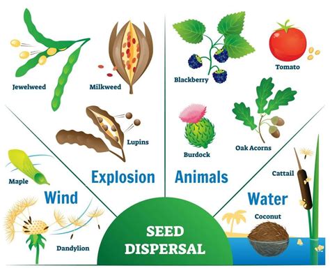 Seed Dispersal Ks3 Biology Revision