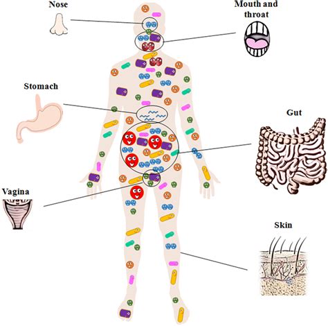 Microbiota Normal Do Corpo Humano Edubrainaz