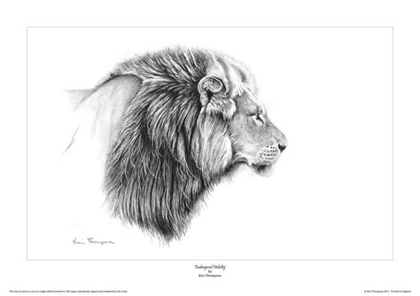 Learn to draw a lion head. On The Easel: Limited Edition print for Lion Aid