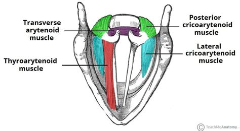 Muscles Of The Larynx Intrinsic Extrinsic Teachmeanatomy