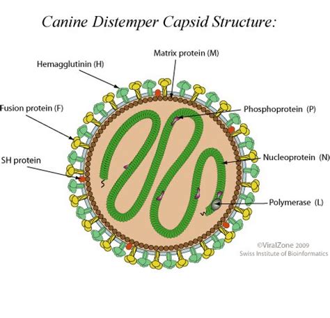 Save Moki The Wobbly Cat: Viruses: Capsid Structure