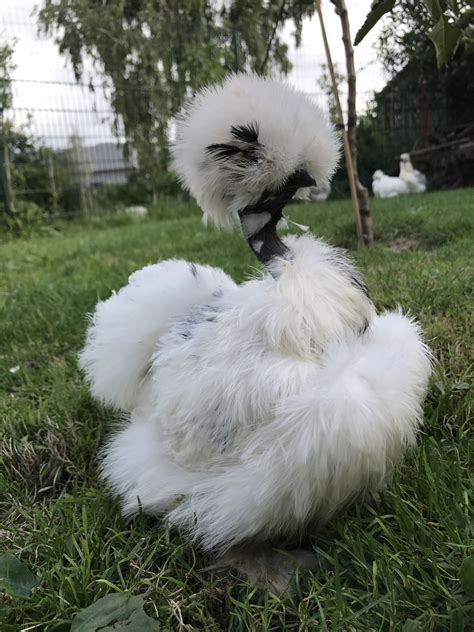 Charming Silkie Showgirl Pet Chickens Silkies Fancy Chickens