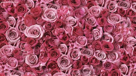 Pink Roses Free Hd Wallpapers Hd Backgroundstumblr