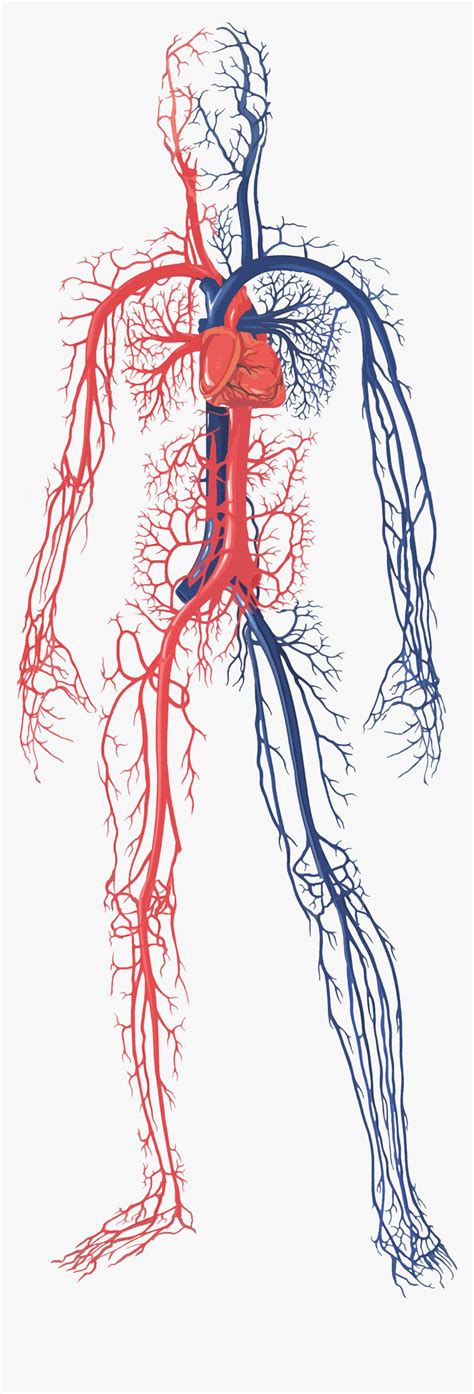 Circulatory System Diagram Unlabeled