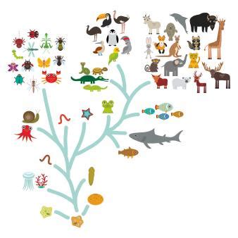Since the earliest hominid species diverged from the ancestor we share with modern african apes, 5 to 8 million years ago, there have been at least a dozen different humans evolved through the same biological processes that govern the evolution of all life on earth. What are adaptation and evolution? | TheSchoolRun