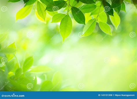 Closeup Nature View Of Green Leaf On Blurred Background In Selective