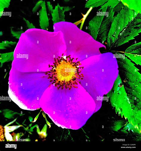 Intense Color Wild Rose Stock Photo Alamy