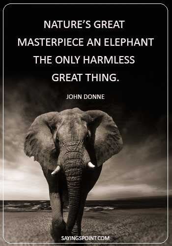 Check spelling or type a new query. Elephant Quotes | Elephant quotes, Elephant, Wisdom quotes truths
