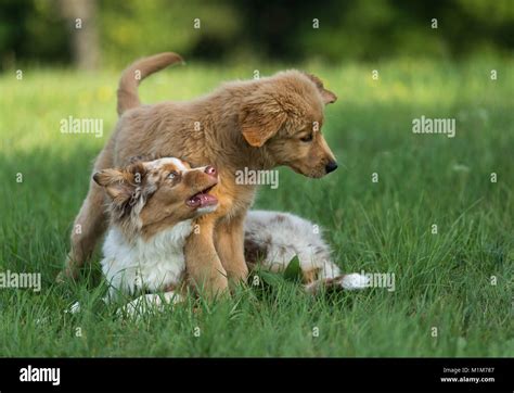 Australian Shepherd Puppy And Golden Retriever Puppy Playing On A Lawn