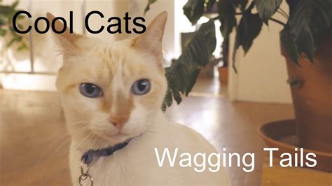 Cool Cats Wagging Tails Youtube