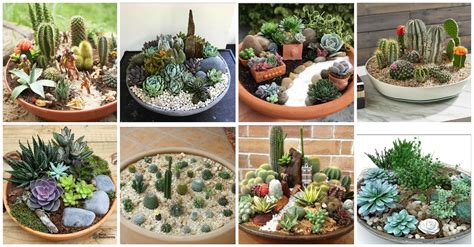 Mi Fiesta Creativa Usando Cactus Y Suculentas Para Crear Un Bello Mini