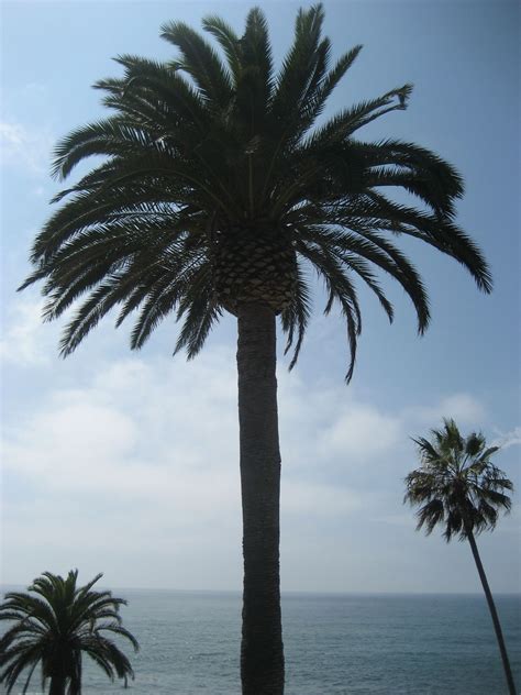 San diego's largest wholesale nursery. san diego | Palm trees