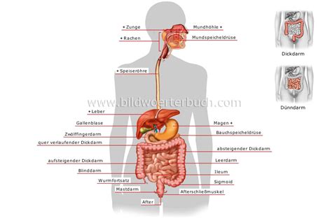 Die anatomie des menschen der menschliche körper stellt ein anatomisches gesamtkunstwerk von äußerster komplexität dar. Mensch :: Anatomie :: Verdauungsapparat Bild - Bildwörterbuch