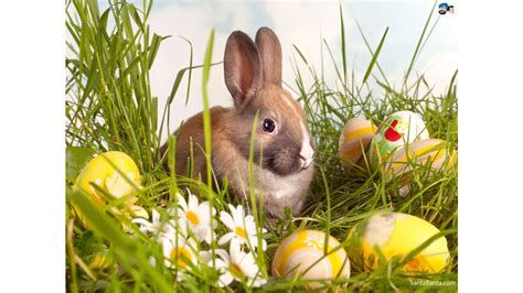 Easter Bunny Wallpapers 64 Images