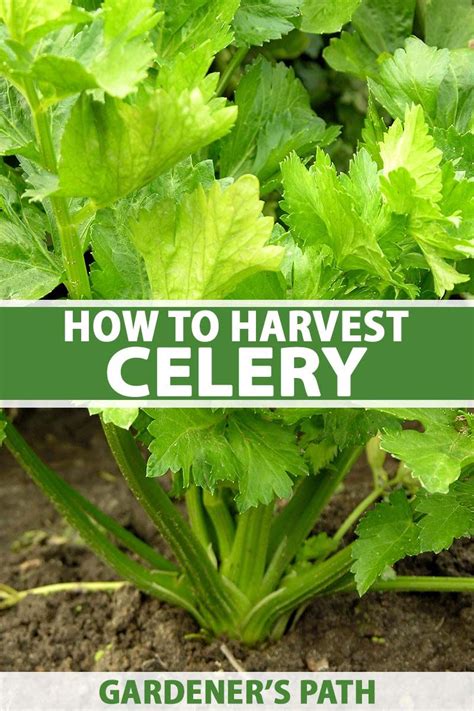 When And How To Harvest Celery Gardeners Path Growing Celery