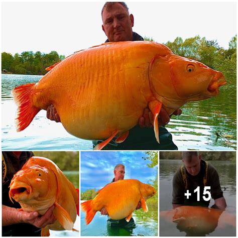 Brit Angler Caught One Of ‘worlds Largest Goldfish That Took 25