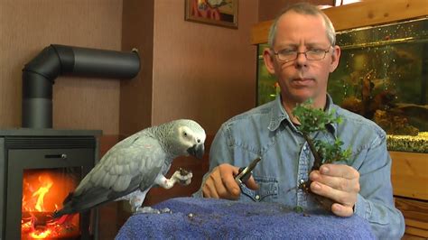 Beim bonsai selber machen test schaffte es unser vergleichssieger bei so gut wie allen kriterien abräumen. Vom Steckling zum Bonsai ganz einfach selber machen - YouTube
