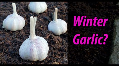 Growing Garlic Indoors In The Winter Planting Late And Warm Climates
