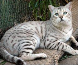 Different organizations of cat breed have accepted different colors and. Bengal cat colors brown, sepia, snow, mink, white belly ...